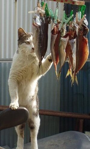 なんとも言えない表情の動物画像ください