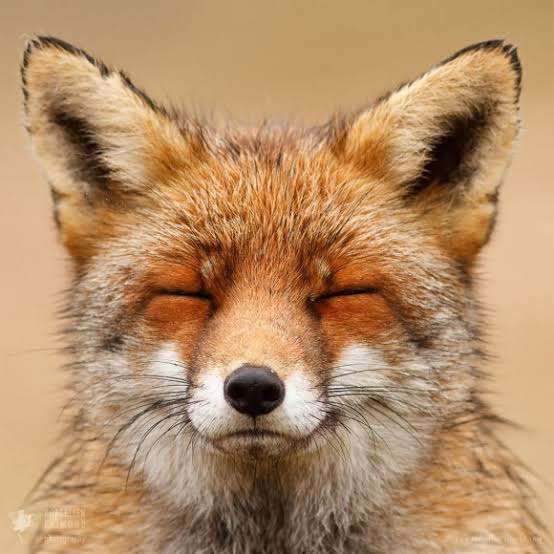 なんとも言えない表情の動物画像ください