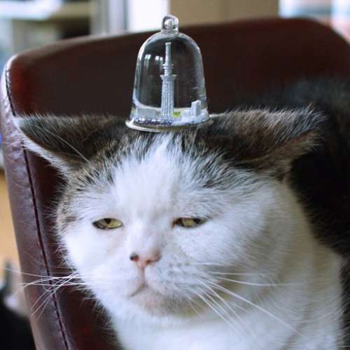 なんとも言えない表情の動物画像ください