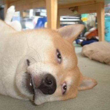 なんとも言えない表情の動物画像ください