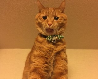 なんとも言えない表情の動物画像ください