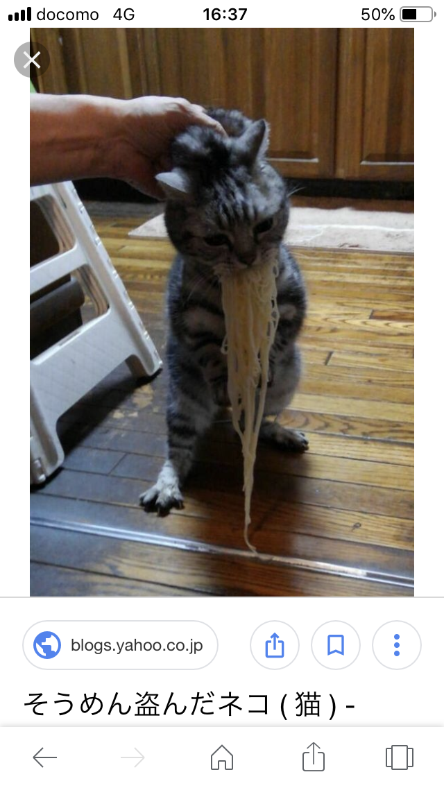 なんとも言えない表情の動物画像ください