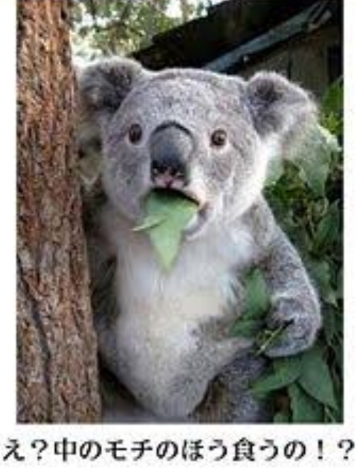 なんとも言えない表情の動物画像ください
