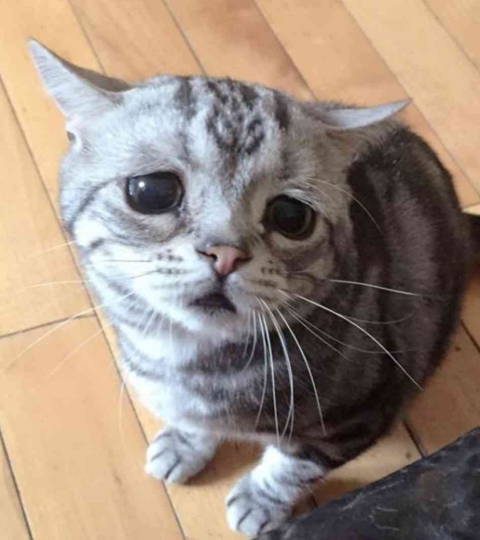 なんとも言えない表情の動物画像ください