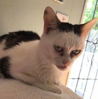 なんとも言えない表情の動物画像ください