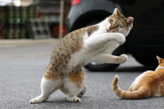 なんとも言えない表情の動物画像ください