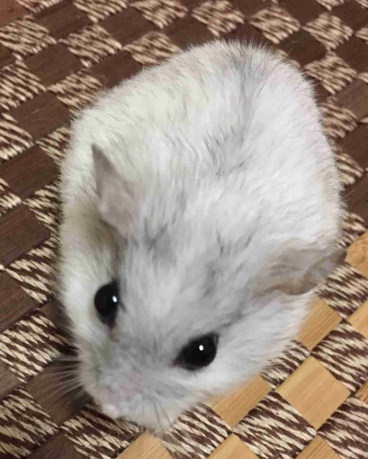なんとも言えない表情の動物画像ください