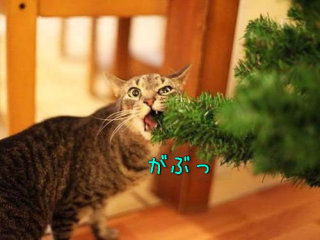 なんとも言えない表情の動物画像ください