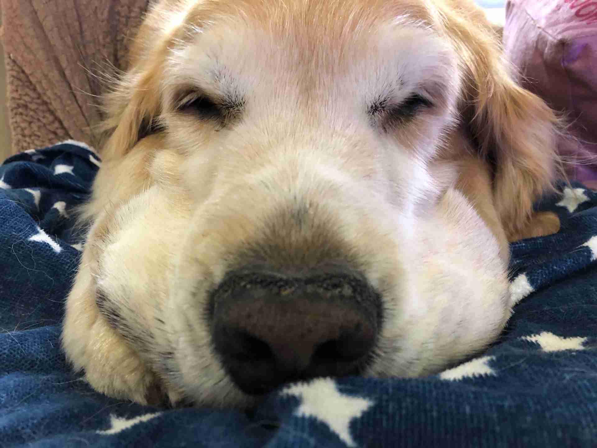 なんとも言えない表情の動物画像ください