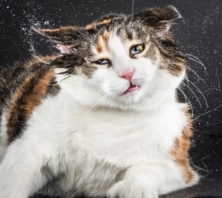 なんとも言えない表情の動物画像ください