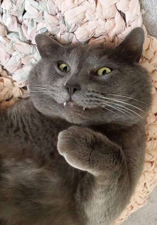 なんとも言えない表情の動物画像ください