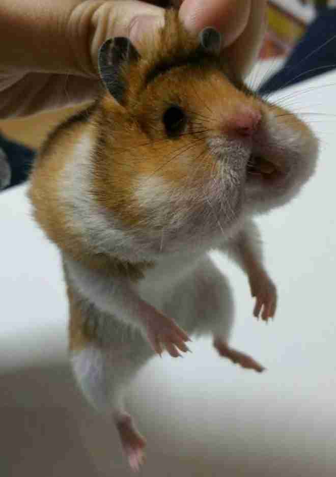 なんとも言えない表情の動物画像ください