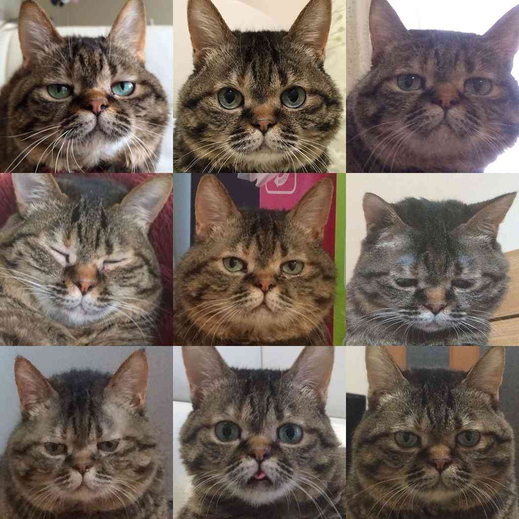 なんとも言えない表情の動物画像ください