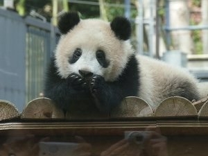 なんとも言えない表情の動物画像ください