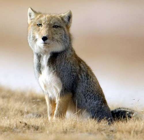 なんとも言えない表情の動物画像ください