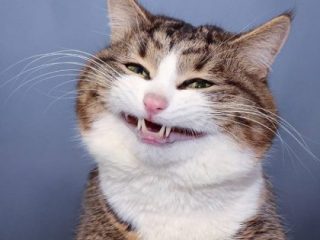 なんとも言えない表情の動物画像ください