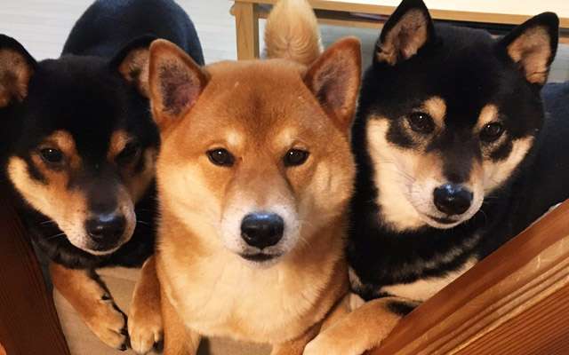 ドラマ・映画タイトルの一箇所を「柴犬」に変えちゃうトピ