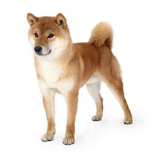 ドラマ・映画タイトルの一箇所を「柴犬」に変えちゃうトピ