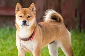 ドラマ・映画タイトルの一箇所を「柴犬」に変えちゃうトピ