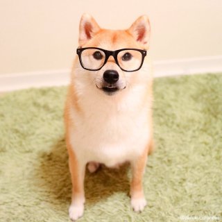 ドラマ・映画タイトルの一箇所を「柴犬」に変えちゃうトピ