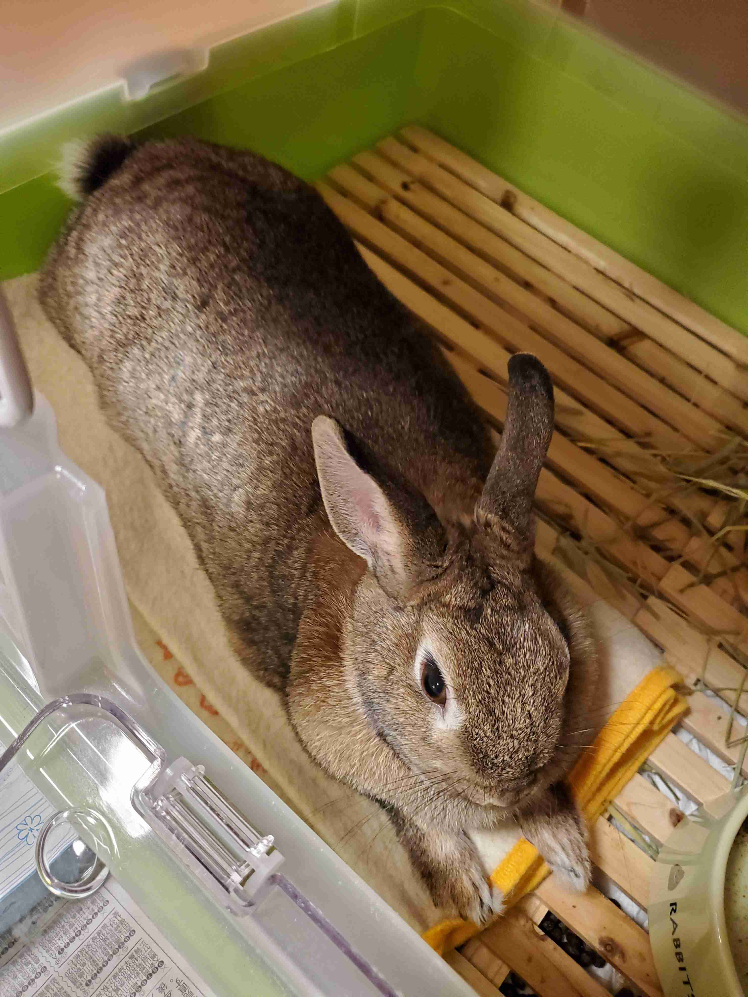 ねこ時々うさぎの写真を貼るトピ