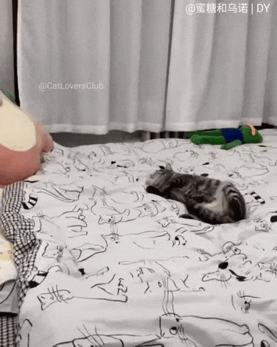 ねこ時々うさぎの写真を貼るトピ