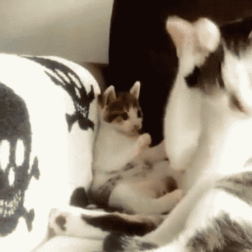 ねこ時々うさぎの写真を貼るトピ