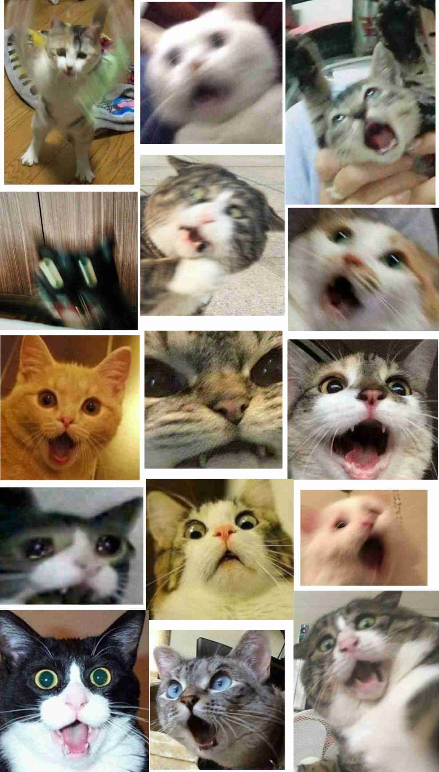 ねこ時々うさぎの写真を貼るトピ