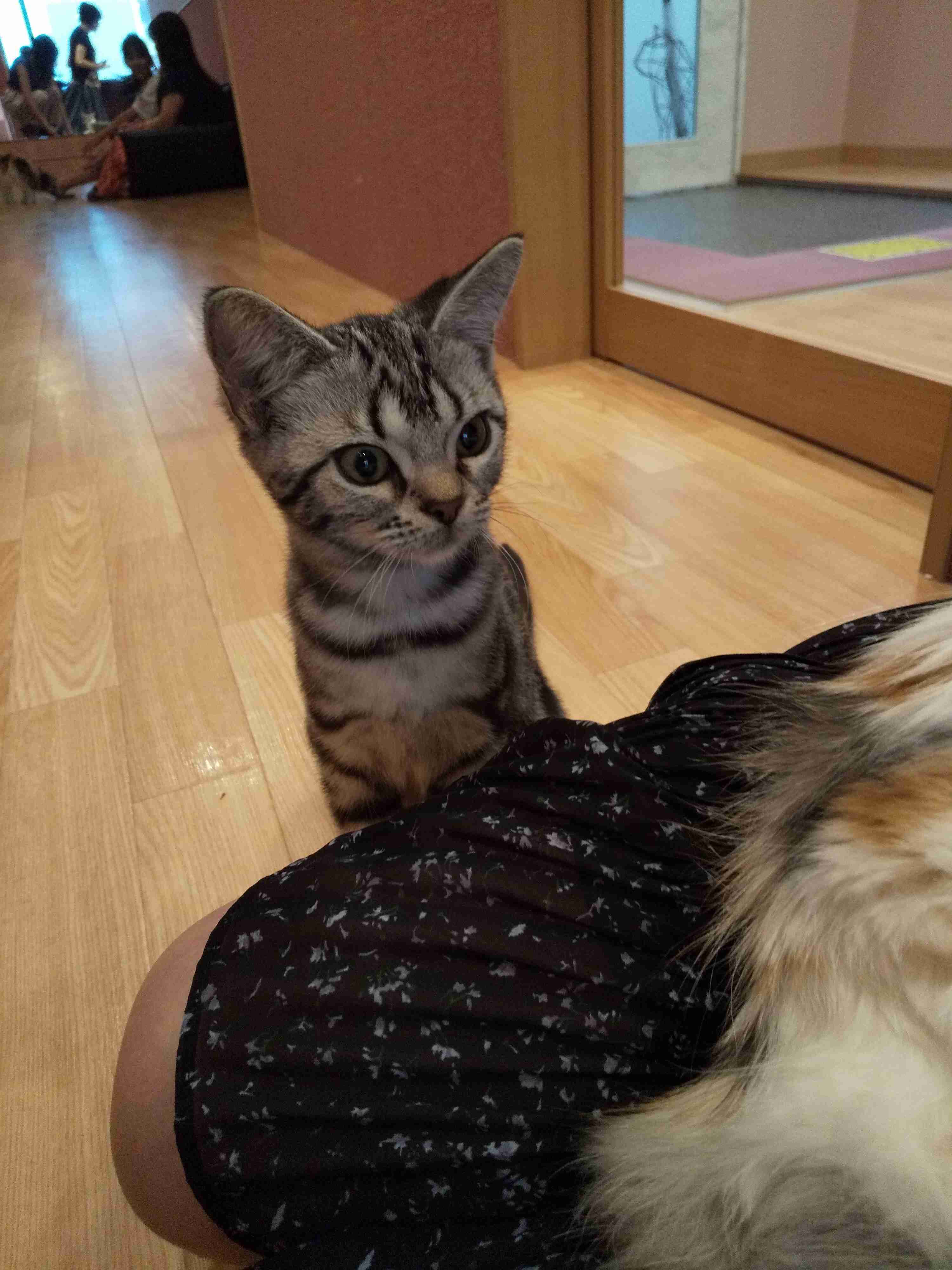 ねこ時々うさぎの写真を貼るトピ