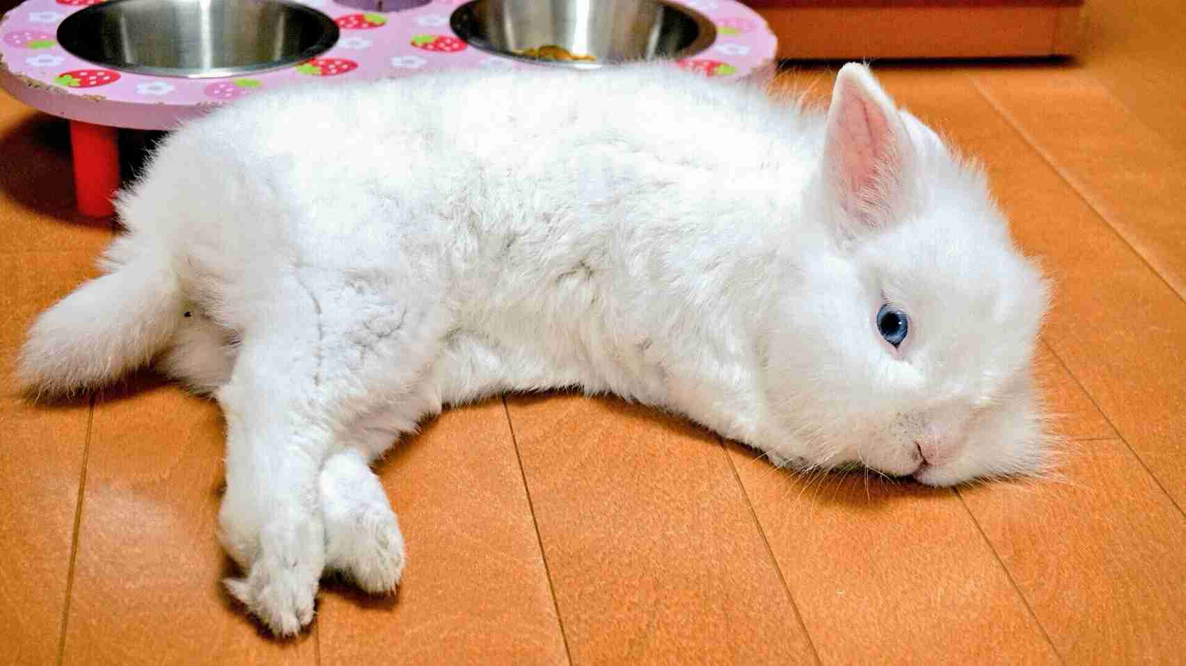 ねこ時々うさぎの写真を貼るトピ