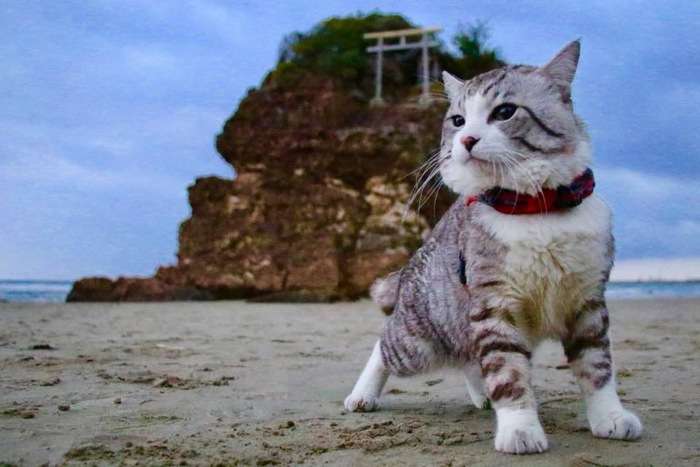 ねこ時々うさぎの写真を貼るトピ