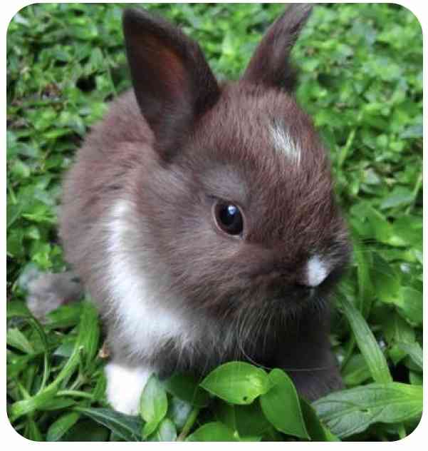 ねこ時々うさぎの写真を貼るトピ