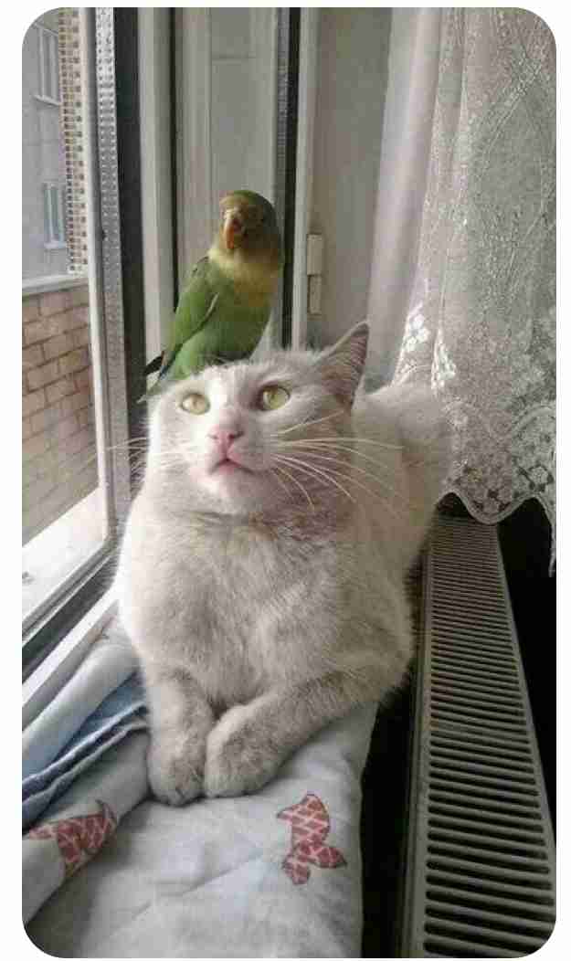 ねこ時々うさぎの写真を貼るトピ