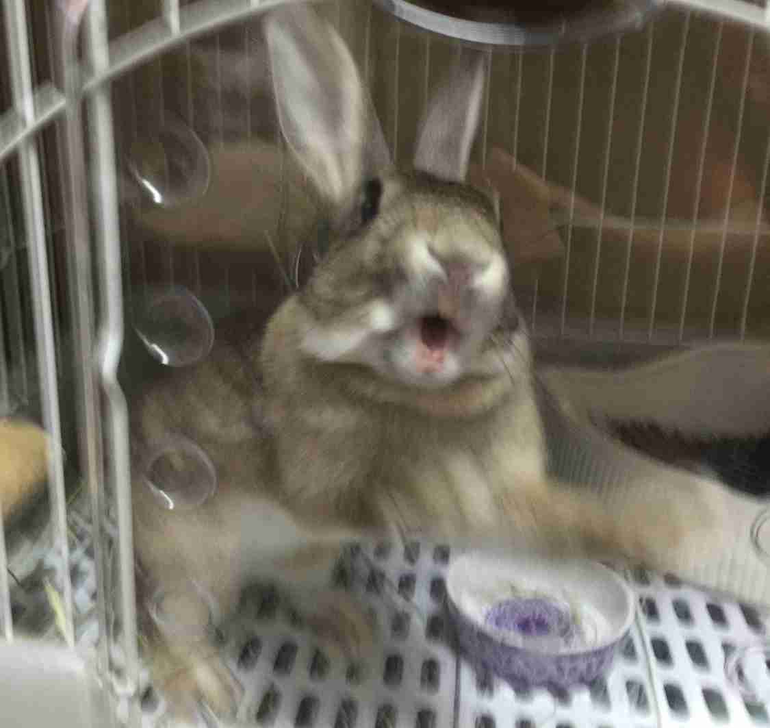 ねこ時々うさぎの写真を貼るトピ