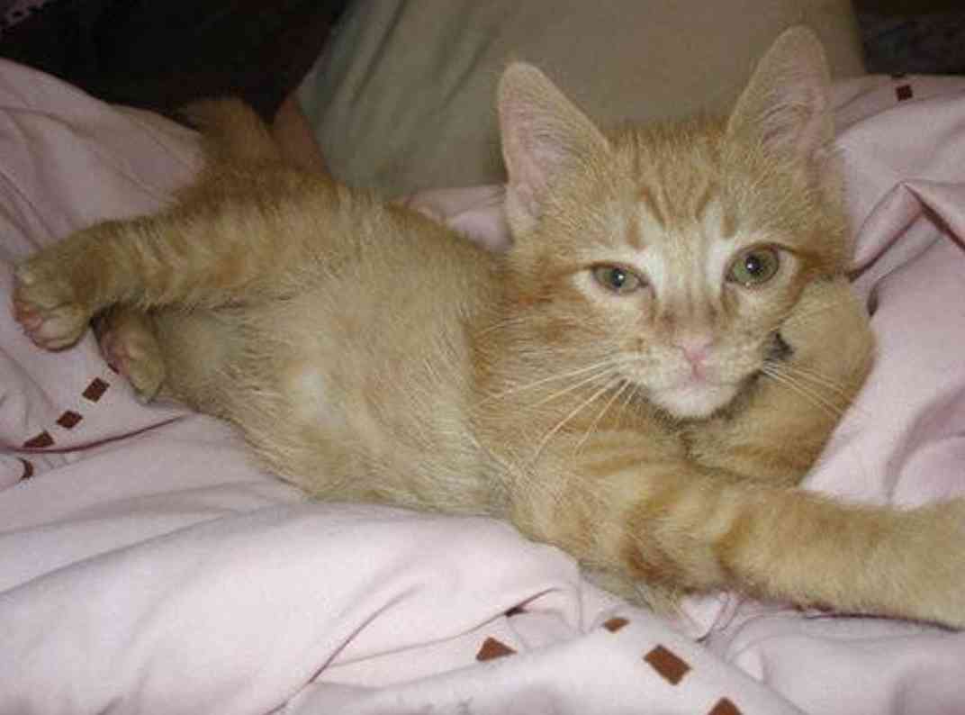 ねこ時々うさぎの写真を貼るトピ