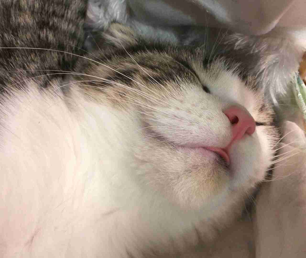 ねこ時々うさぎの写真を貼るトピ