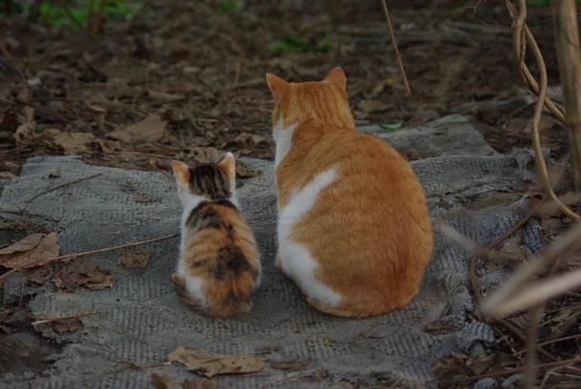 ねこ時々うさぎの写真を貼るトピ