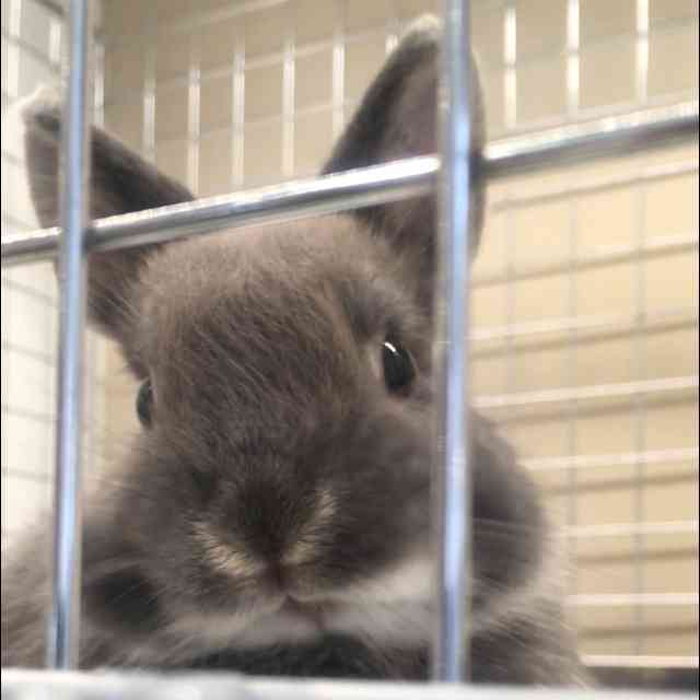 ねこ時々うさぎの写真を貼るトピ