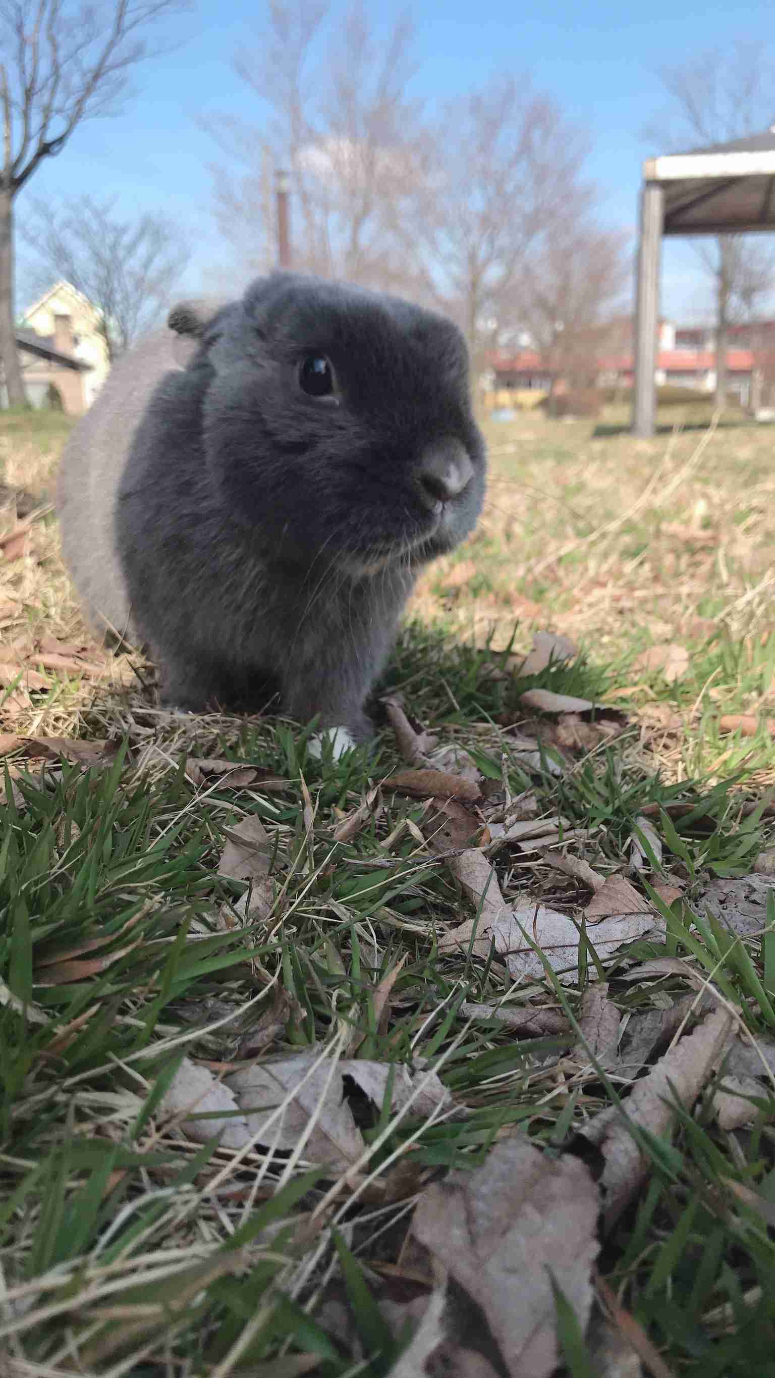 ねこ時々うさぎの写真を貼るトピ