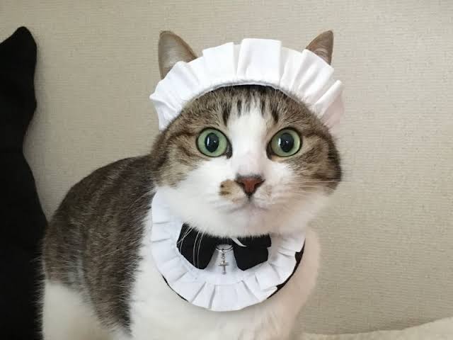 ねこ時々うさぎの写真を貼るトピ