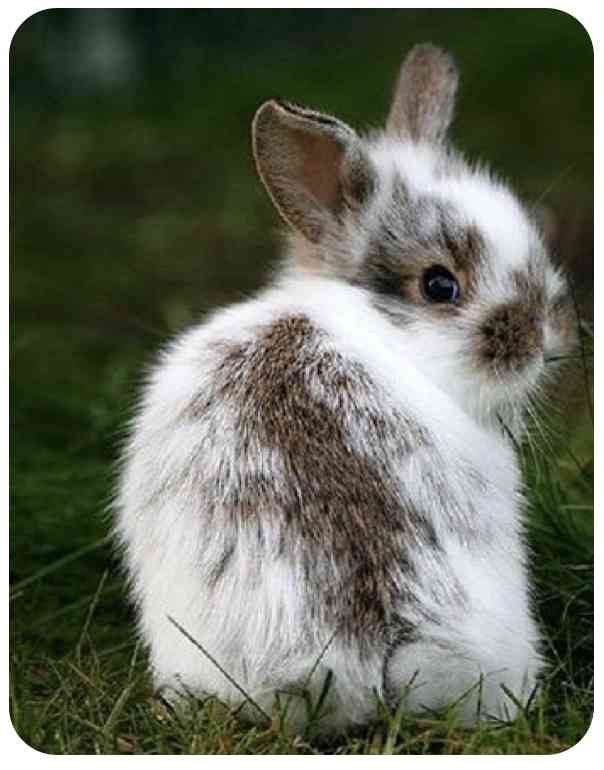 ねこ時々うさぎの写真を貼るトピ