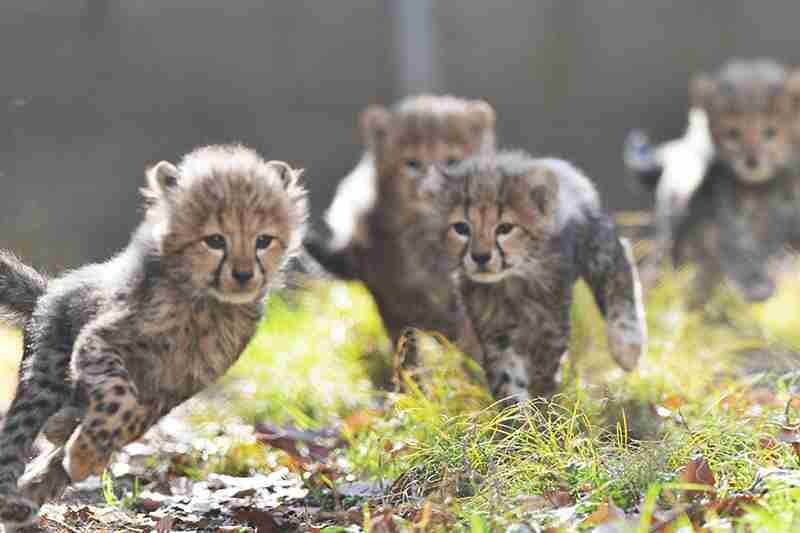 ねこ時々うさぎの写真を貼るトピ