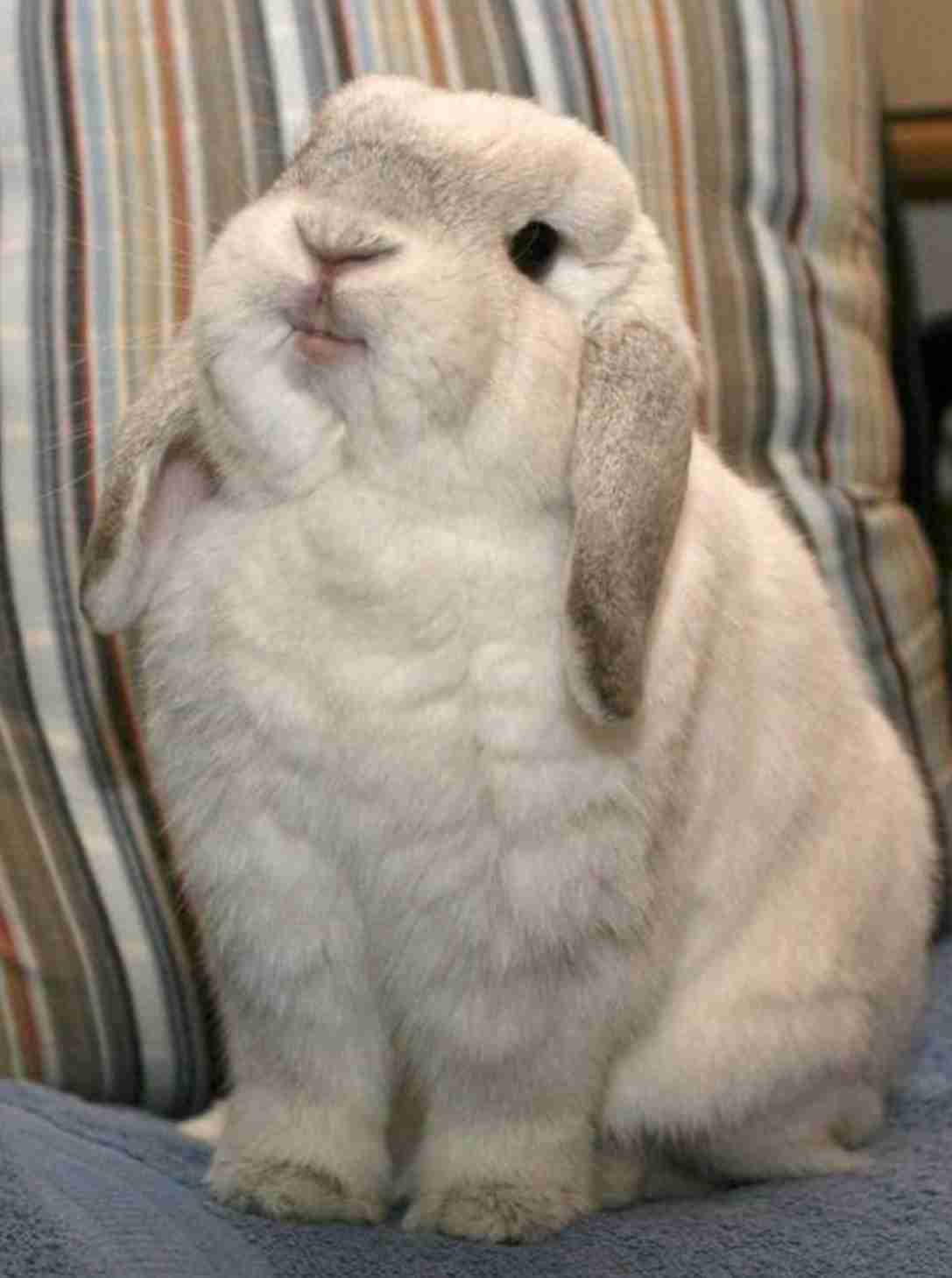 ねこ時々うさぎの写真を貼るトピ