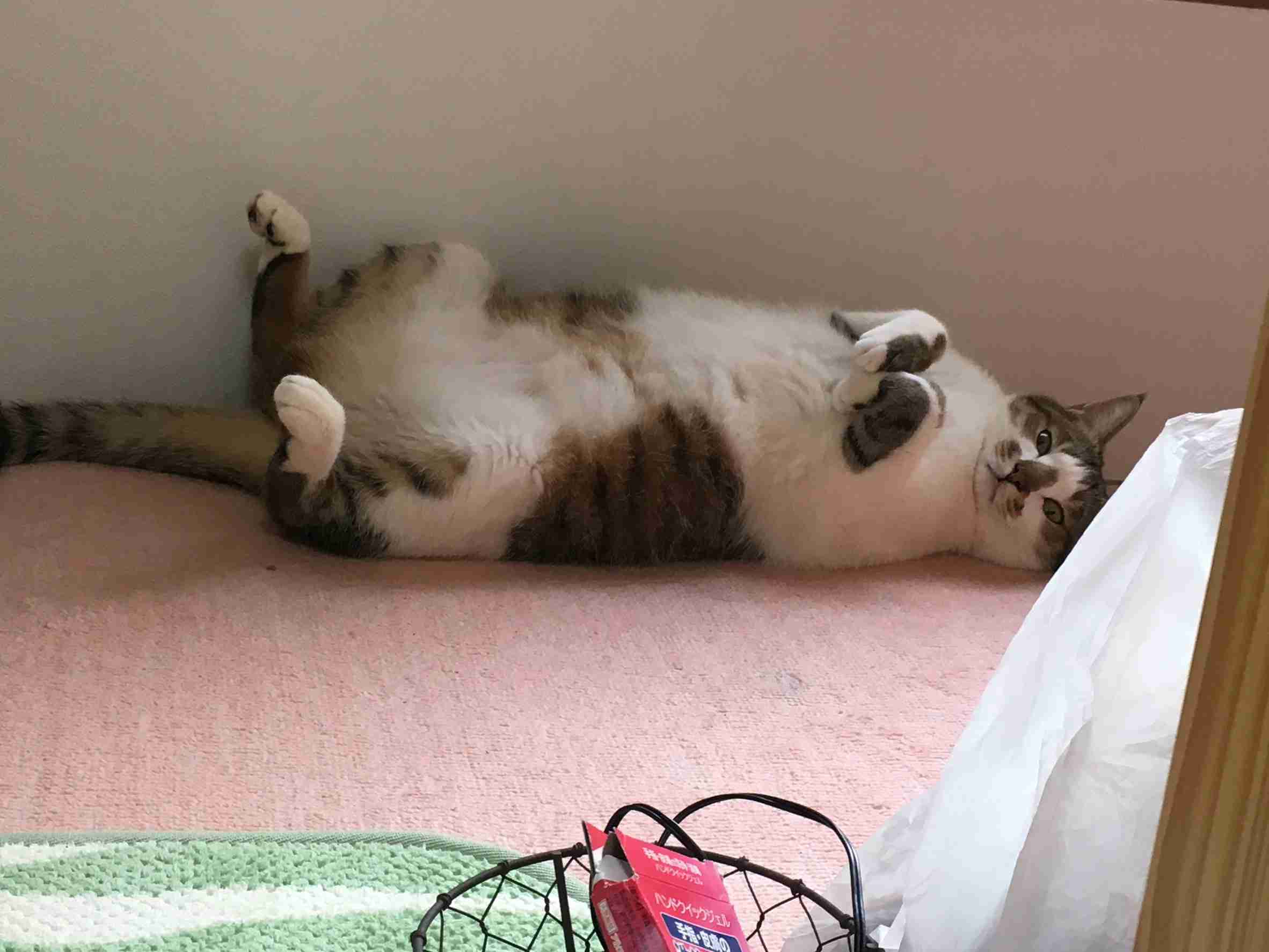 ねこ時々うさぎの写真を貼るトピ