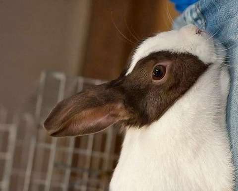 ねこ時々うさぎの写真を貼るトピ