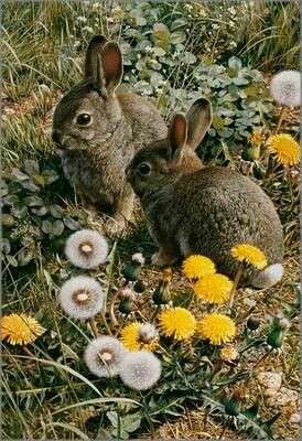 ねこ時々うさぎの写真を貼るトピ