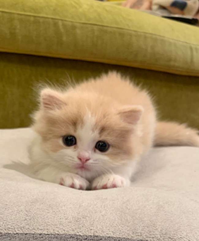 ねこ時々うさぎの写真を貼るトピ