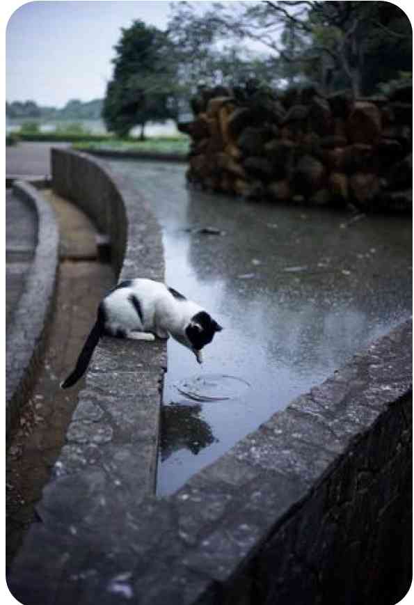 ねこ時々うさぎの写真を貼るトピ