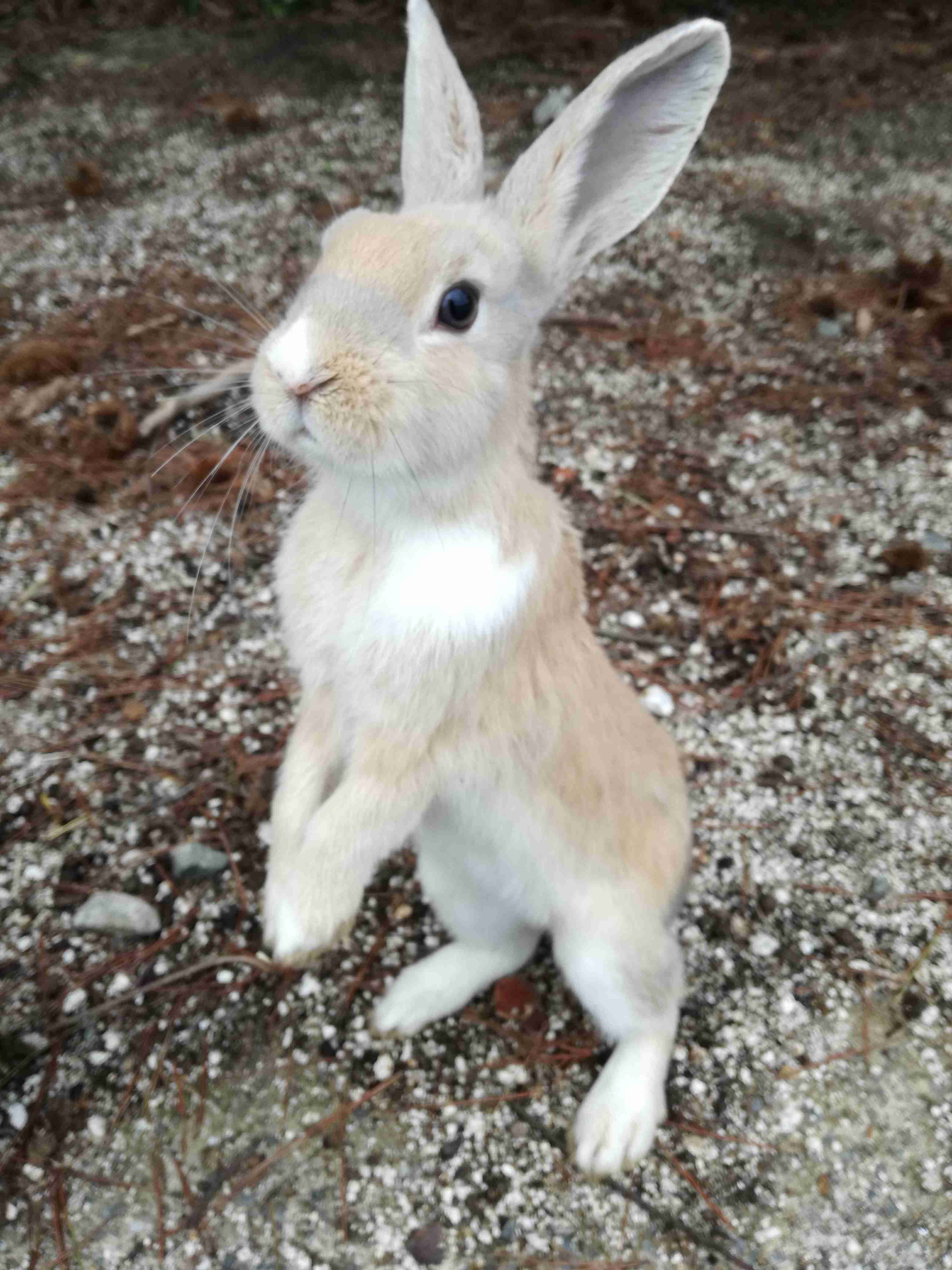 ねこ時々うさぎの写真を貼るトピ