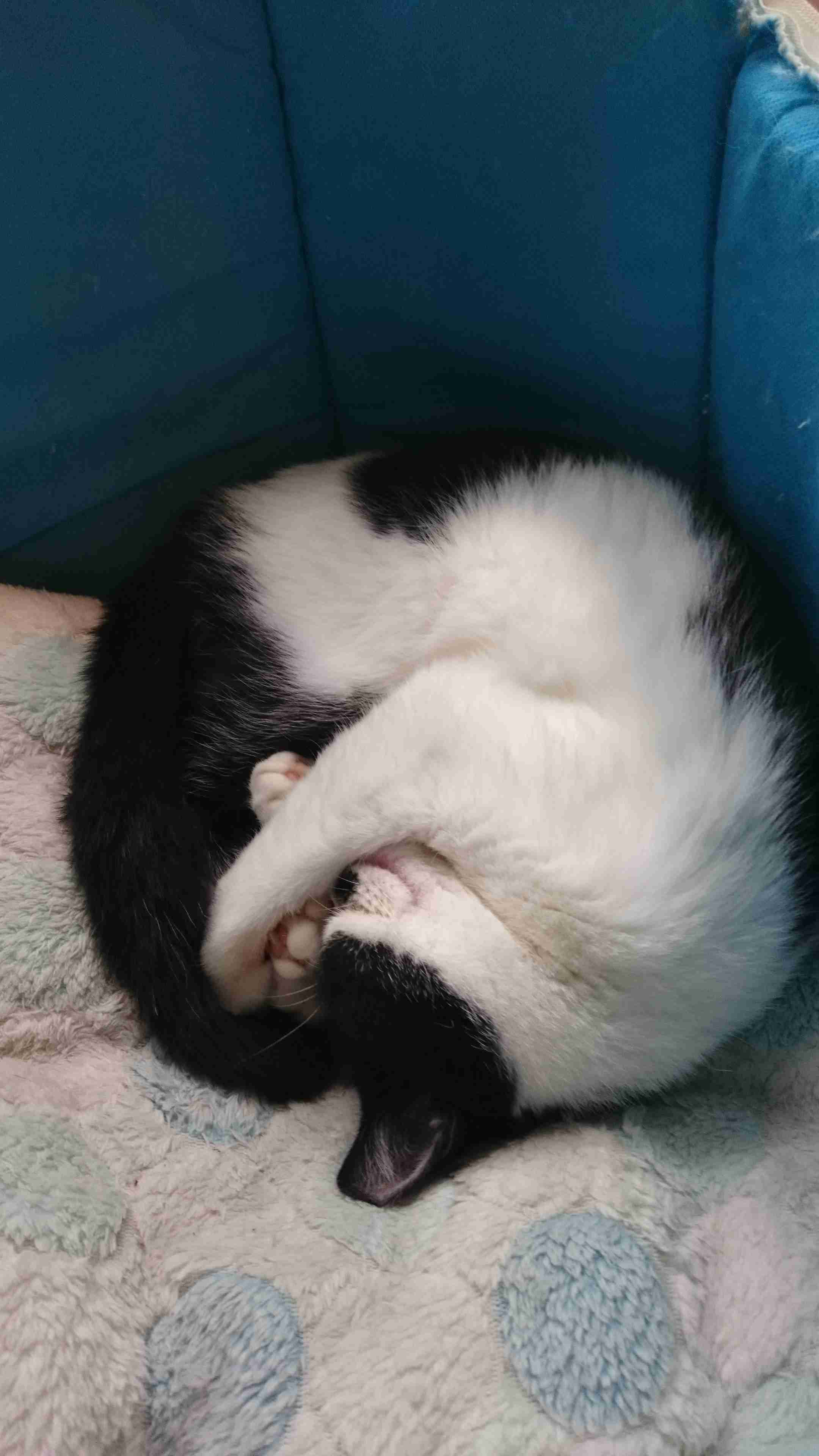 ねこ時々うさぎの写真を貼るトピ